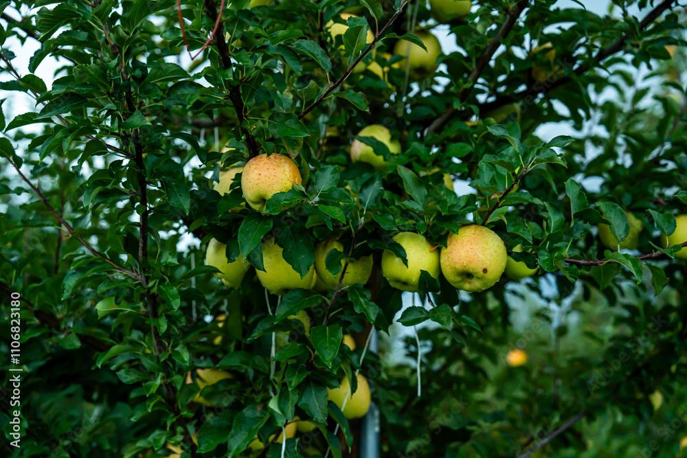 An apple farm during harvest season in a rainy day, concept of sustainable agricultural farming. Ripe Red and green apple. Abundance and juicy fruit full. Hirosaki Apple Park in Japan. picking. An apple farm during harvest season in a rainy day, concept of sustainable agricultural farming. Ripe Red and green apple. Abundance and juicy fruit full. Hirosaki Apple Park in Japan. picking.