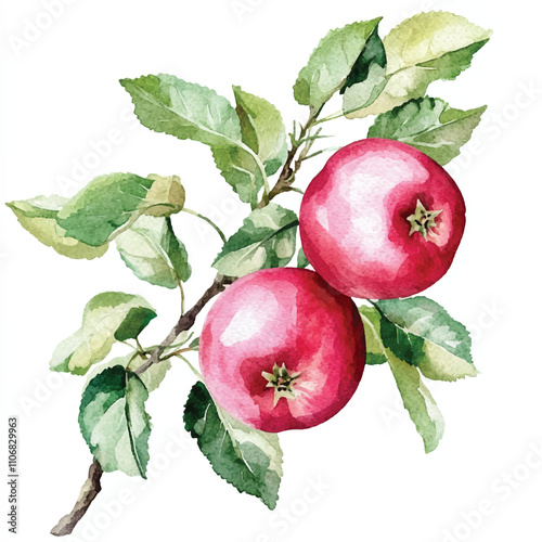 Rose apple fruit watercolor clipart illustration