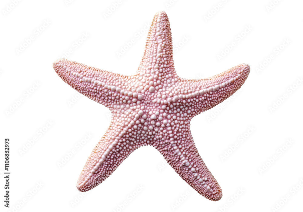 Pastel starfish. Isolated asset with transparent background. Pastel starfish. Isolated asset with transparent background.