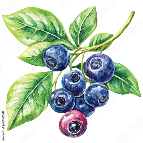 Salal berry fruit watercolor clipart illustration