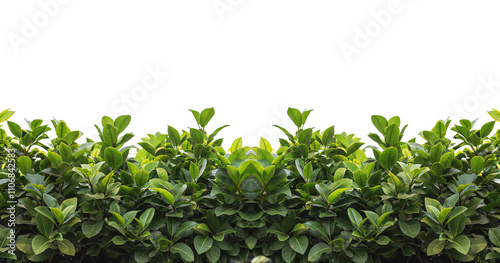 Lush Green Foliage, Tropical Leaves, Natural Border, Plant Background, White Space, Vegetation, Gree photo