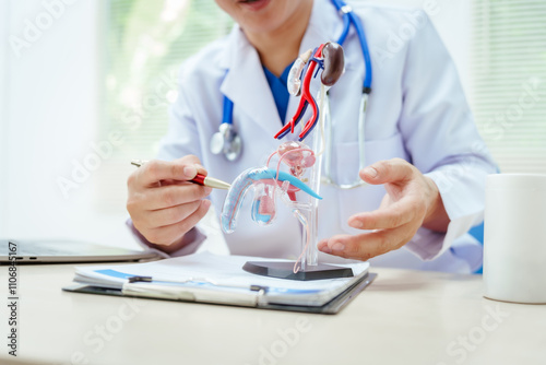 A male doctor sits at a desk in a hospital, discussing male urinary tract models and conditions like enlarged prostate, prostatitis, cystitis, urinary tract infections.Early diagnosis aids effective