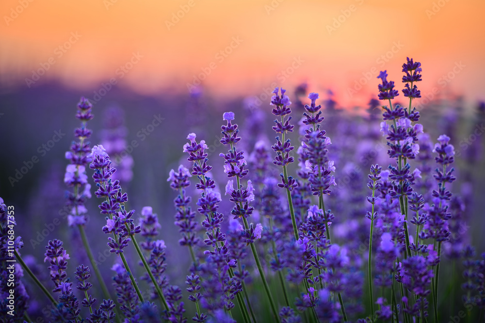 Fototapeta premium Pink lavender flowers during sunset