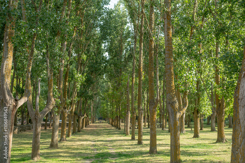 Obraz na płótnie El Plant Parc in the city of Carrion de los Condes in Palencia, Spain in 2024. w salonie