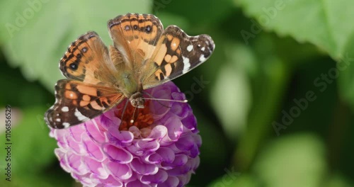 Closeup footage of an American lady butterfly feeding on the nectar of dahlia flower on a sunny day photo