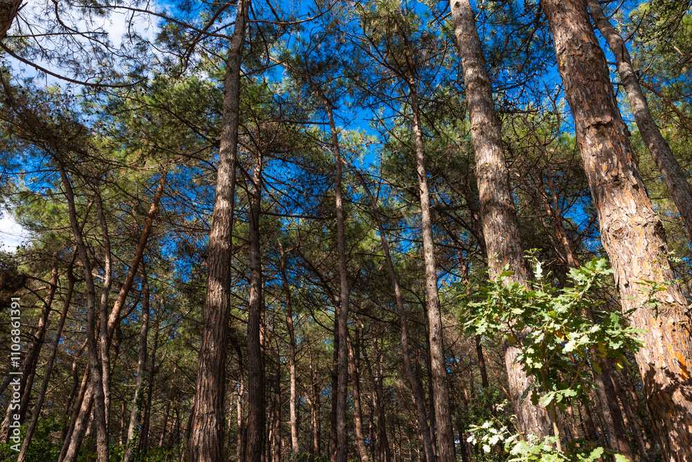 Pine tree forest. Carbon net zero concept photo Pine tree forest. Carbon net zero concept photo