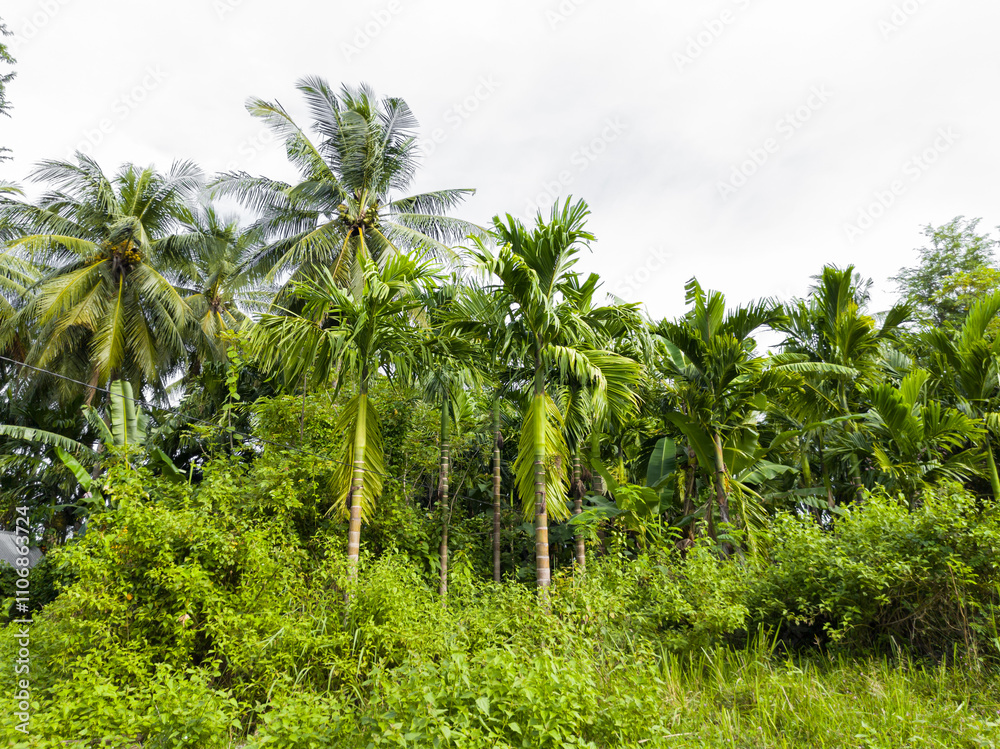 forest overgrown with areca nut and coconut trees forest overgrown with areca nut and coconut trees