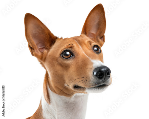 White-brown cute Basenji dog portrait isolated on white background. Basenji headshot on white background