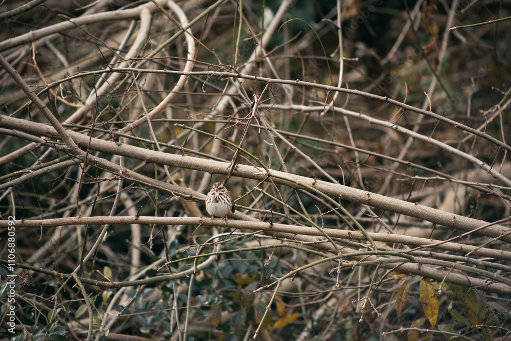 birds in the garden birds in the garden