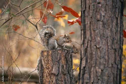 squirrel on a tree