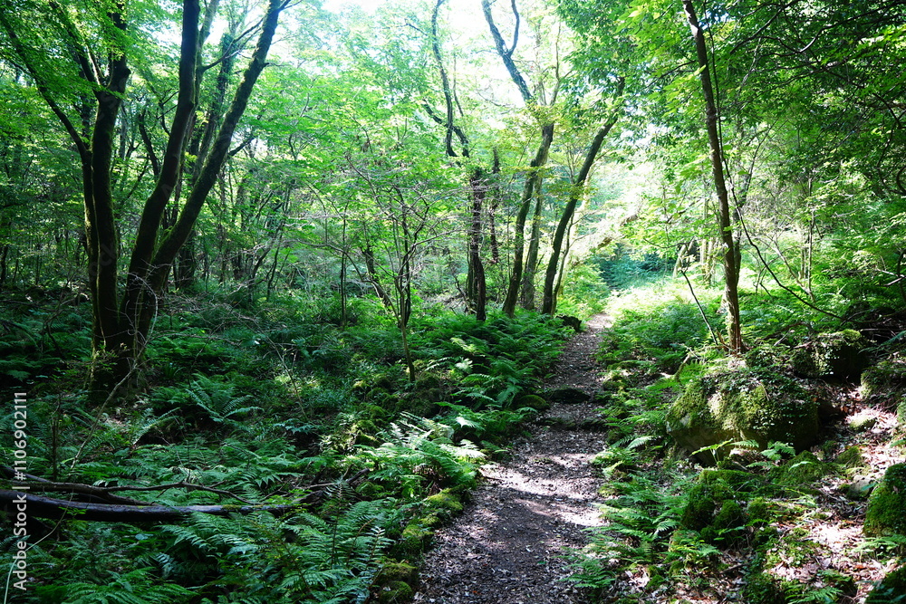 Obraz premium refreshing summer forest and path in the gleaming sunlight