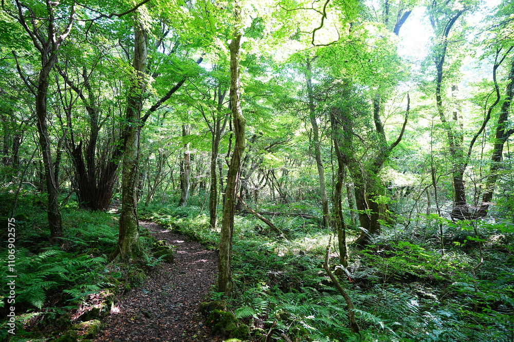 refreshing summer forest and path in the gleaming sunlight refreshing summer forest and path in the gleaming sunlight