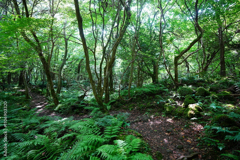fine summer path through mossy rocks and old trees