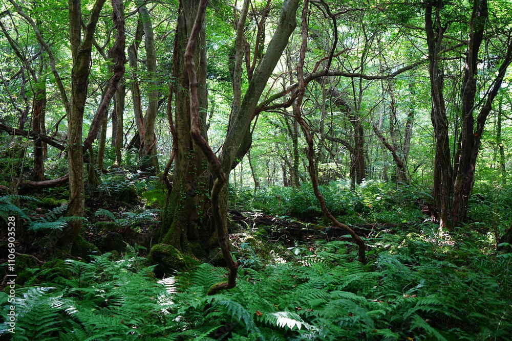 Fototapeta premium wild summer forest with mossy rocks and old trees