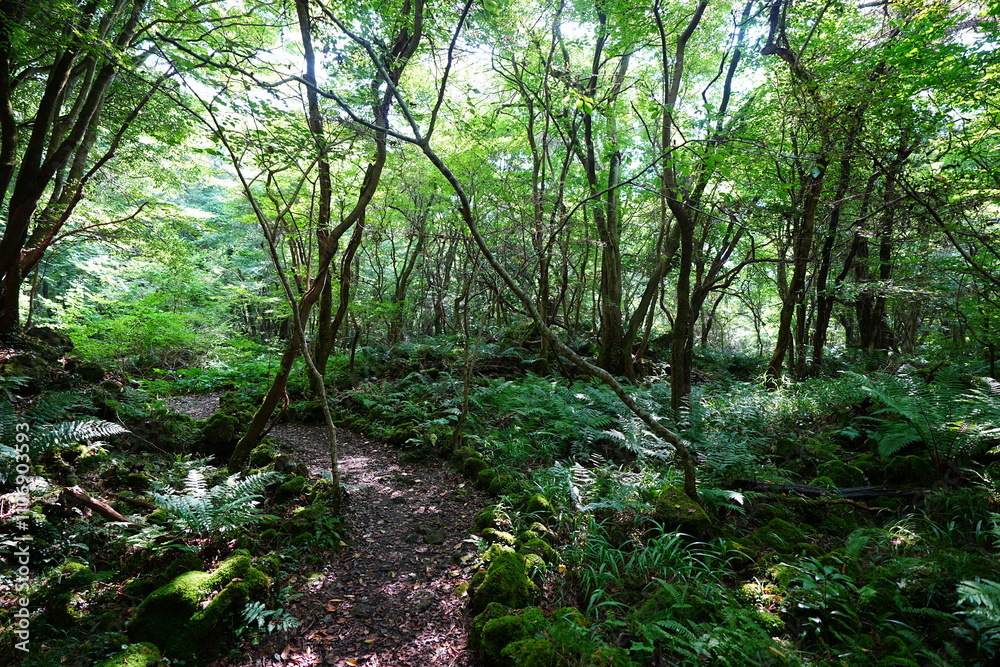 fine summer path through mossy rocks and old trees fine summer path through mossy rocks and old trees