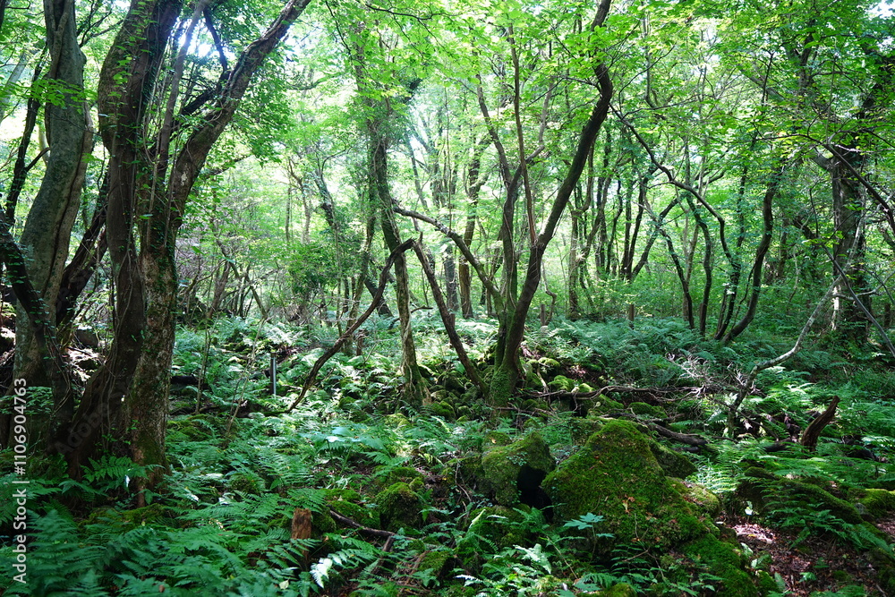 Obraz premium wild summer forest with mossy rocks and old trees