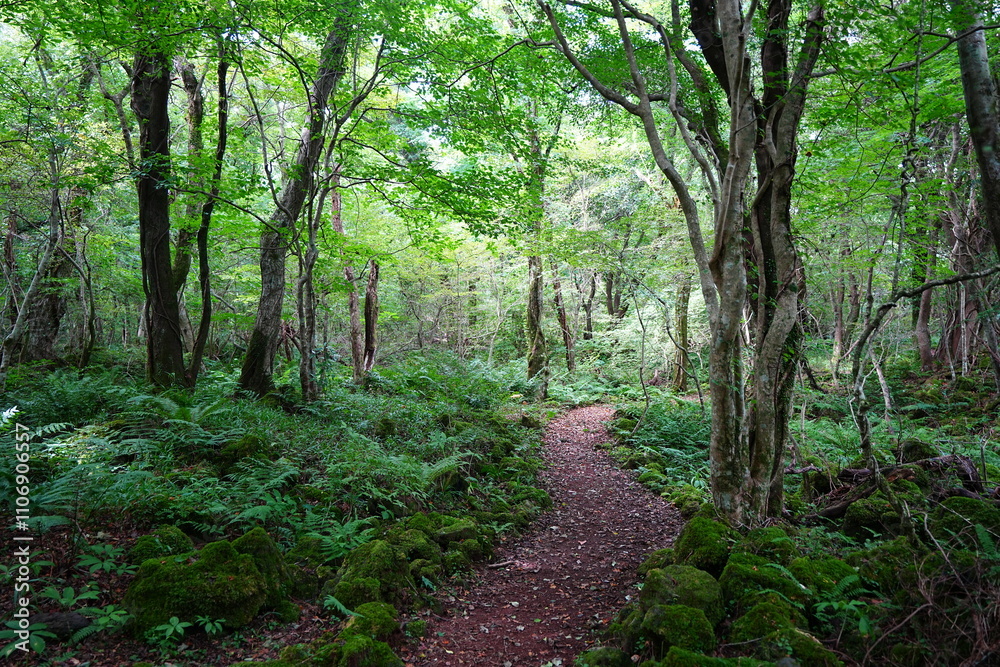 refreshing summer forest and path in the gleaming sunlight refreshing summer forest and path in the gleaming sunlight