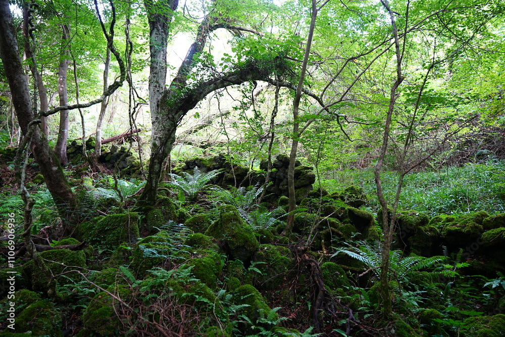 Obraz premium wild summer forest with mossy rocks and old trees