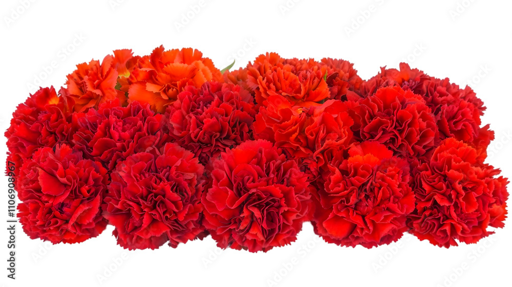 Vibrant Red and Orange Carnations Against a white Background Vibrant Red and Orange Carnations Against a white Background