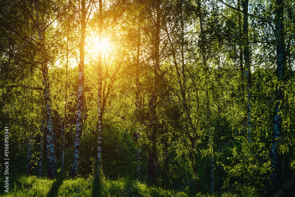 Fototapeta premium Grove of birches with young green leaves at sunset or sunrise in spring or summer. Vintage film aesthetic.