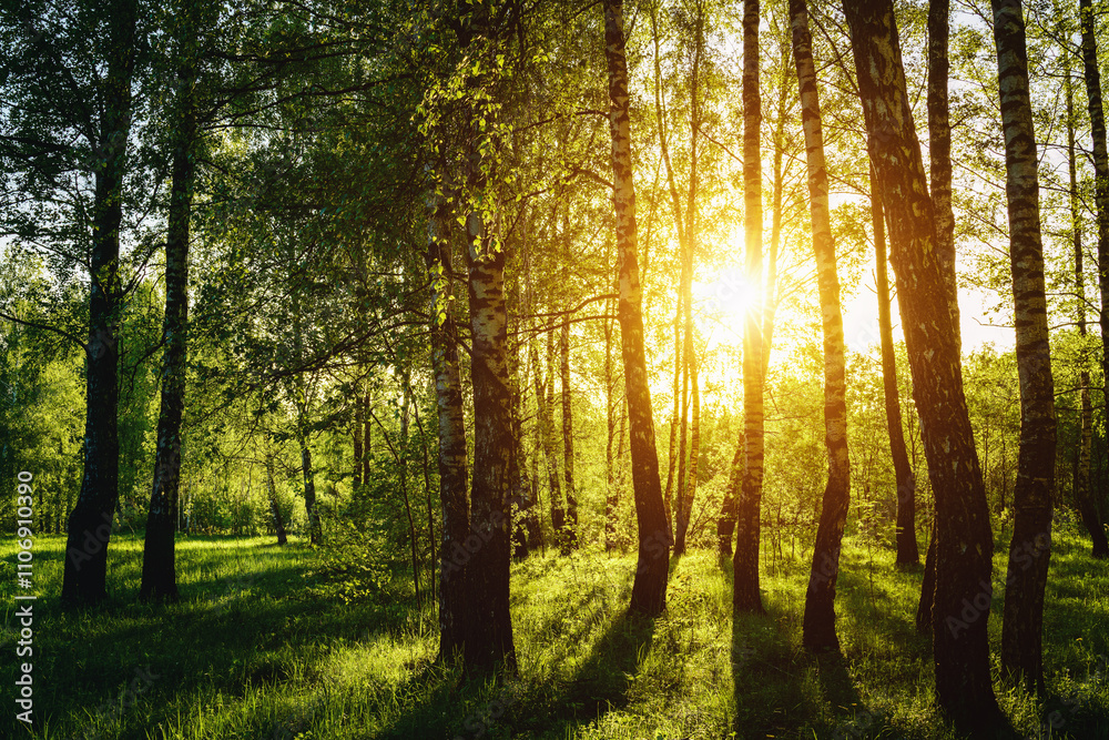 Obraz premium Grove of birches with young green leaves at sunset or sunrise in spring or summer. Vintage film aesthetic.