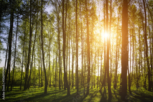 Sunset or sunrise in a spring birch forest with bright young foliage glowing in the rays of the sun and shadows. Vintage film aesthetic. photo