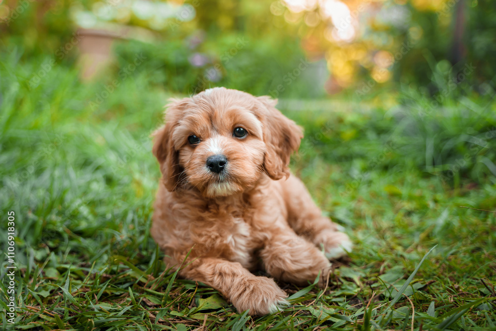 A puppy of a Cavapoo or Cockapoo breed dog in summer garden outdoor walking. Portrait of curly brown little Baby Maltipoo. A puppy of a Cavapoo or Cockapoo breed dog in summer garden outdoor walking. Portrait of curly brown little Baby Maltipoo.