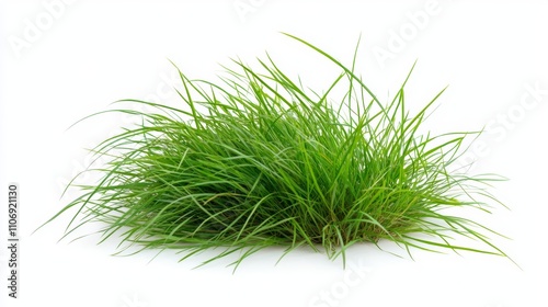 Healthy green grass tuft on white background