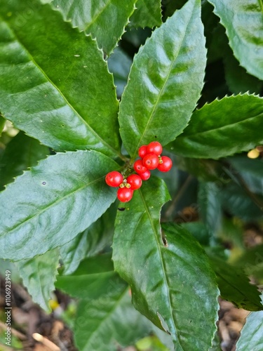 a flower bed of small fruits