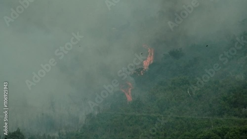 Flames engulf large trees and fynbos in South Africa as a wildfire spreads out of control photo