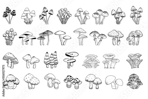 Mushroom pen Drawing