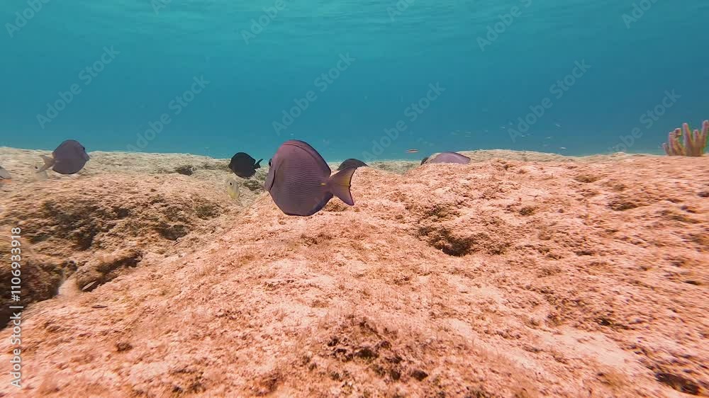 custom made wallpaper toronto digitalOcean surgeonfish gracefully swims over vibrant coral reef, bathed in the clear, azure waters of tropical paradise