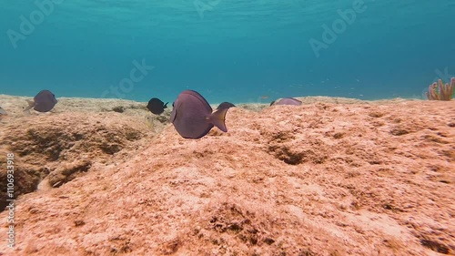 Wallpaper Mural Ocean surgeonfish gracefully swims over vibrant coral reef, bathed in the clear, azure waters of tropical paradise Torontodigital.ca