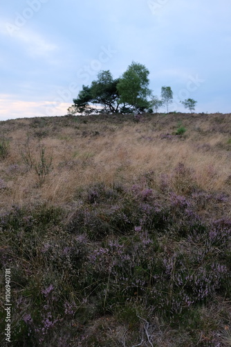 FU 2022-08-02 HeideHin 484 Auf dem Hügel wächst ein Baum