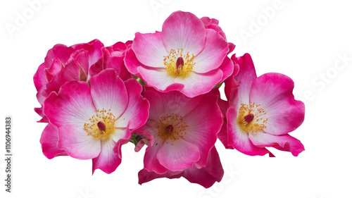 High-Quality PNG of Beautiful bright pink musk roses (Balerina) close up on white isolated background – High Resolution