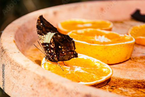 Hypna clytemnestra, marbled leafwing butterfly, on a sunny summer day photo