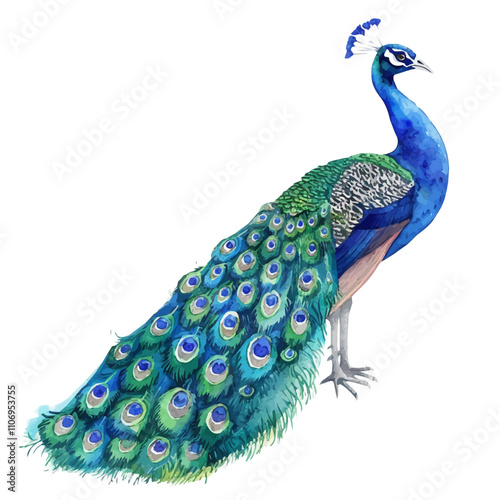 A watercolor vector of a Peacock, isolated on a white background. Peacock vector.