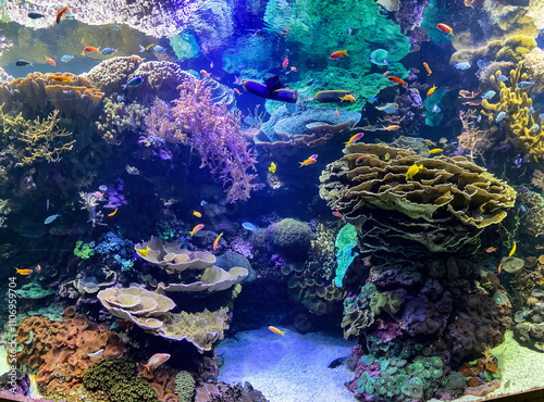 Fototapeta Naklejka Na Ścianę i Meble -  Healthy coral reef with different marine life species | Healthy ocean