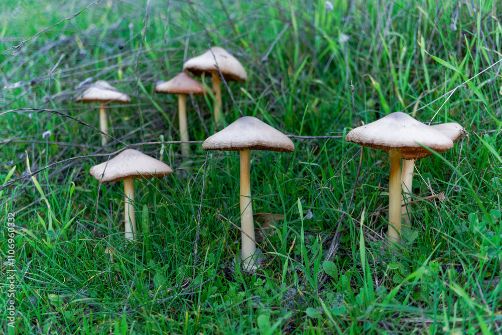 group of mushrooms in a green meadow illuminated by the sun's rays group of mushrooms in a green meadow illuminated by the sun's rays