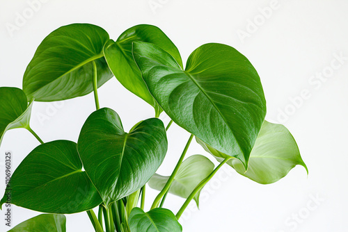 Indoor air purifier plant in minimal gardening pot isolated on white background, Close up shot tiny indoor plant, Selective focus decoration plant in the house.
