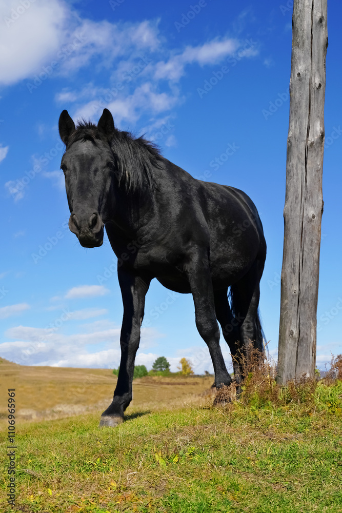 Black horse standing beside a weathered post against a bright blue sky in a rural landscape during daytime
