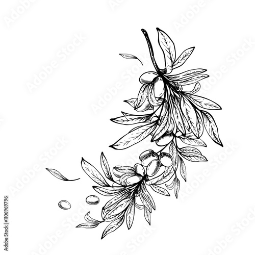 Olive tree branch with leaves and berries fruit arrangement. Black ink line art hand drawn vector illustration. Botanical clipart for food menu, greeting card, label, cosmetic. Isolate from background