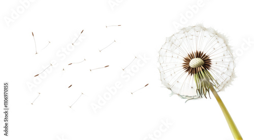 Dandelion flower seeds flying in the wind isolated on a white background