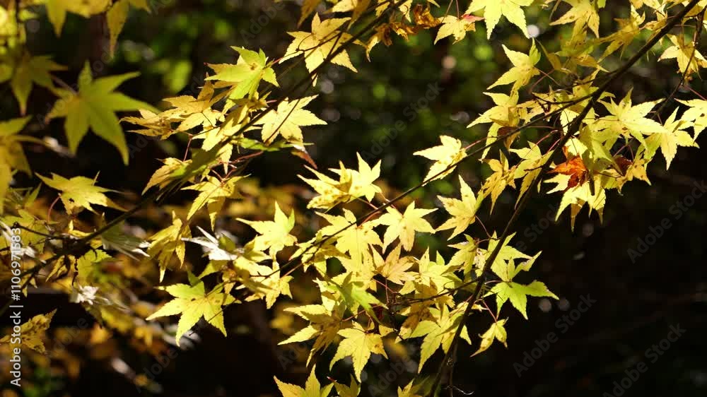Japanese maple leaf, Autumn landscape