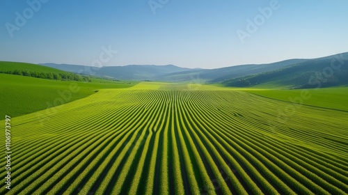 Wallpaper Mural Aerial View of Massive Sunflower Field Torontodigital.ca