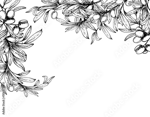 Olive tree branch with leaves and berries fruit rectangular banner. Black and white hand drawn line art vector illustration. Clipart for food, menu, card, product label. Isolated from background