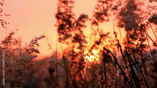 sunset in the forest