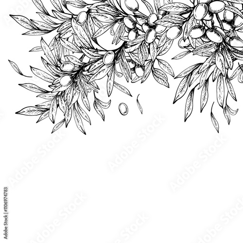 Olive tree branch with leaves and berries fruit card, square banner. Black and white hand drawn line art vector illustration. Clipart for food, menu, product label design. Isolated from background