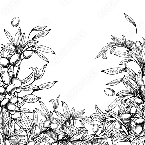 Olive tree branch with leaves and berries fruit square template. Black and white hand drawn line art vector illustration. Clipart for food menu, card, product label, banner. Isolated from background