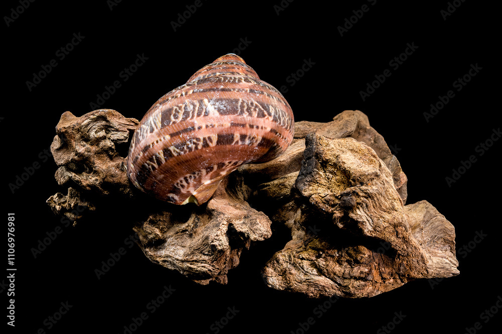 Fototapeta premium Turbo petholatus sea shell on Driftwood